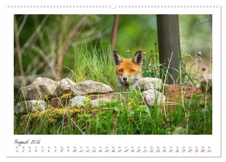 Produktbild: F&uuml;chse - zauberhafte Seelen (Wandkalender 2026 DIN A2 quer), CALVENDO Monatskalender