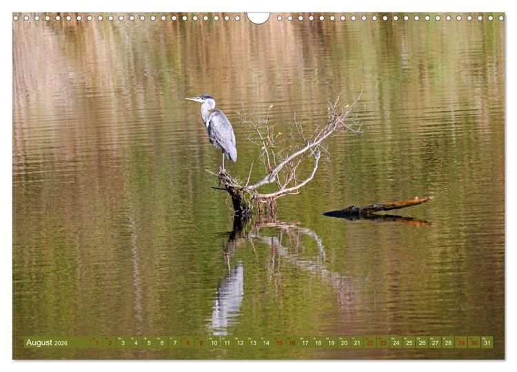 Produktbild: Steinhuder Meer, Vogel-Momente (Wandkalender 2026 DIN A3 quer), CALVENDO Monatskalender