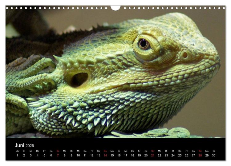 Produktbild: Die Welt der Haustiere (Wandkalender 2026 DIN A3 quer), CALVENDO Monatskalender