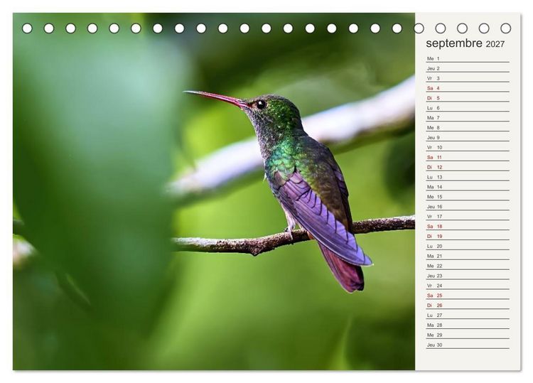 Produktbild: Colibris &ndash; &eacute;clats de nature (Calendrier de bureau 2027 DIN A5 vertical), CALVENDO calendrier mensuel