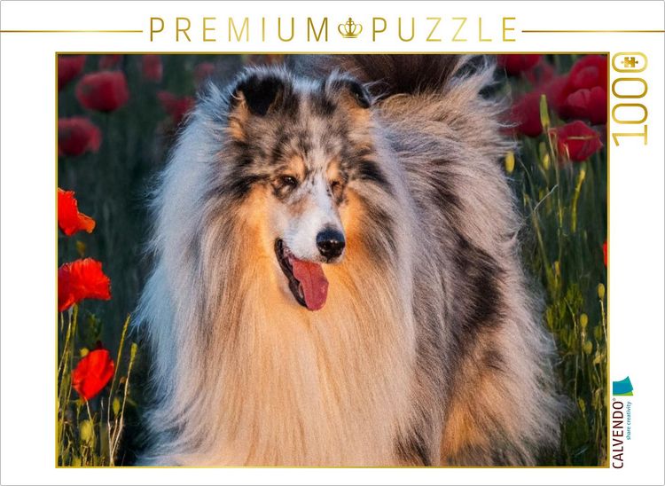 Produktbild: CALVENDO Puzzle Collie - Mein bester Freund | 1000 Teile Lege-Gr&ouml;&szlig;e 64x48cm Foto-Puzzle f&uuml;r gl&uuml;ckliche Stunden