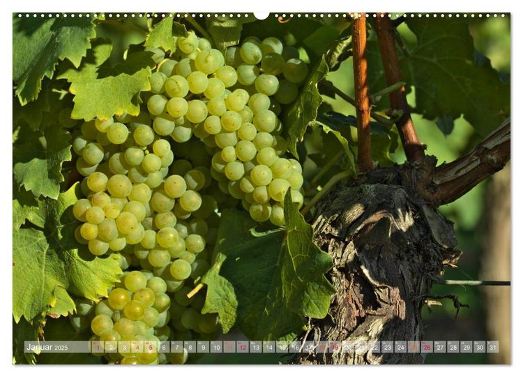 Produktbild: Wein- und Rebsorten aus Rheinland-Pfalz (hochwertiger Premium Wandkalender 2025 DIN A2 quer), Kunstdruck in Hochglanz