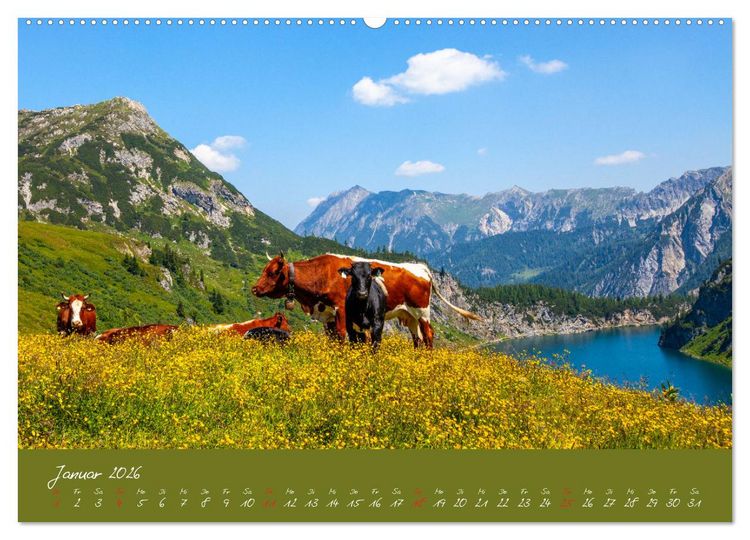 Produktbild: Friedliche K&uuml;he (Wandkalender 2026 DIN A2 quer), CALVENDO Monatskalender