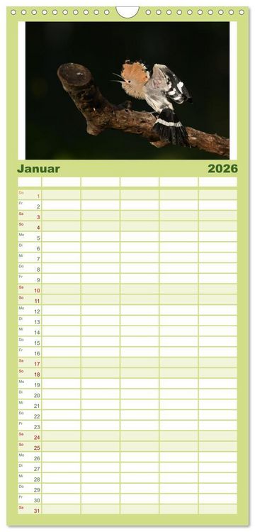 Produktbild: Familienplaner 2026 - Der Wiedehopf mit 5 Spalten (Wandkalender, 21 x 45 cm) CALVENDO
