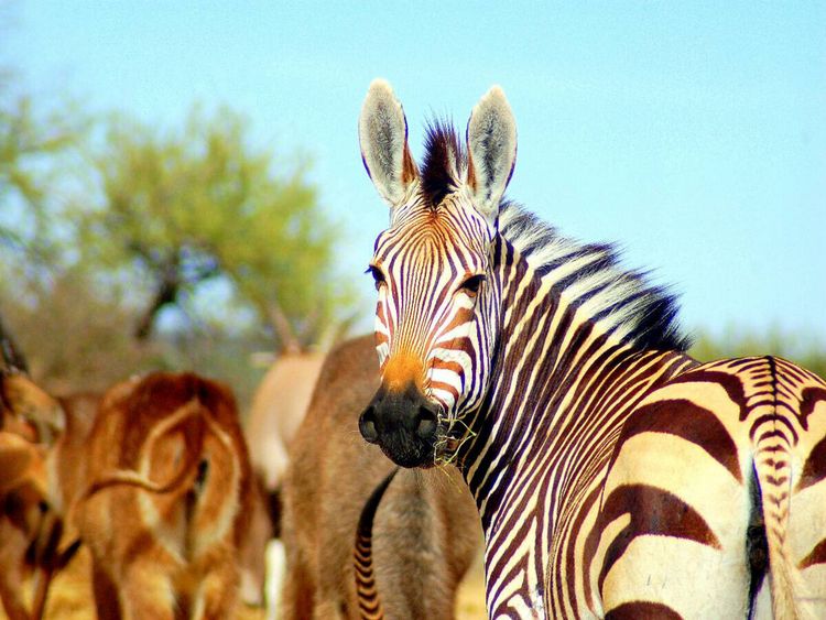 Produktbild: CALVENDO Puzzle Zebra | 1000 Teile Lege-Gr&ouml;&szlig;e 64x48cm Foto-Puzzle f&uuml;r gl&uuml;ckliche Stunden