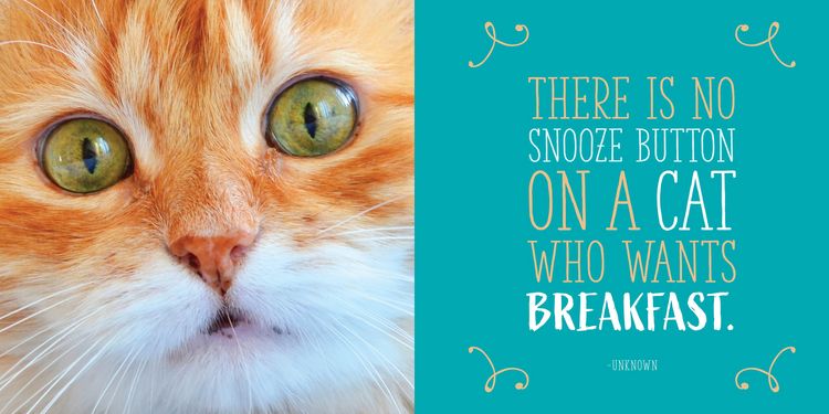 Produktbild: Cats Will Be Cats