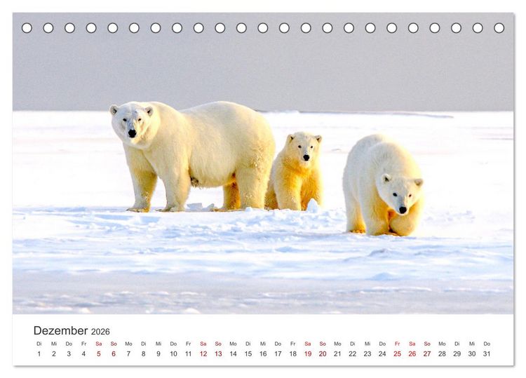 Produktbild: B&auml;ren - Pandas, Grizzlyb&auml;ren und Co. (Tischkalender 2026 DIN A5 quer), CALVENDO Monatskalender