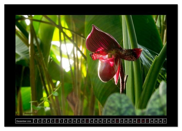 Produktbild: Frauenschuhe - die sch&ouml;nsten Orchideen der Welt (Wandkalender 2026 DIN A4 quer), CALVENDO Monatskalender