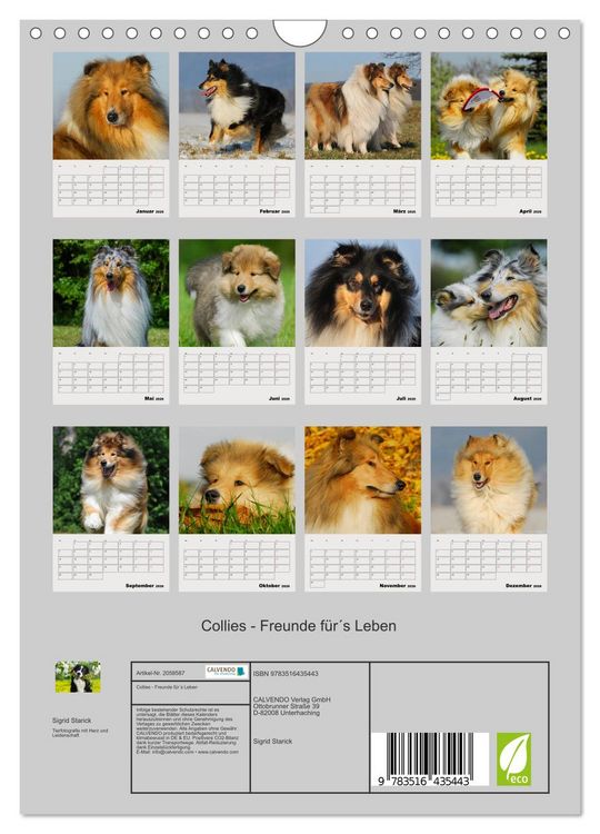 Produktbild: Collies - Freunde f&uuml;r&acute;s Leben (Wandkalender 2026 DIN A4 hoch), CALVENDO Monatskalender