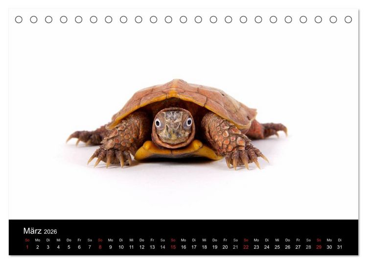 Produktbild: Reptilien & Co. (Tischkalender 2026 DIN A5 quer), CALVENDO Monatskalender