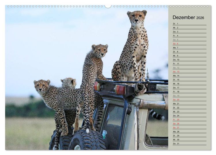 Produktbild: Geparden - Ein Leben in Afrika (Wandkalender 2026 DIN A2 quer), CALVENDO Monatskalender