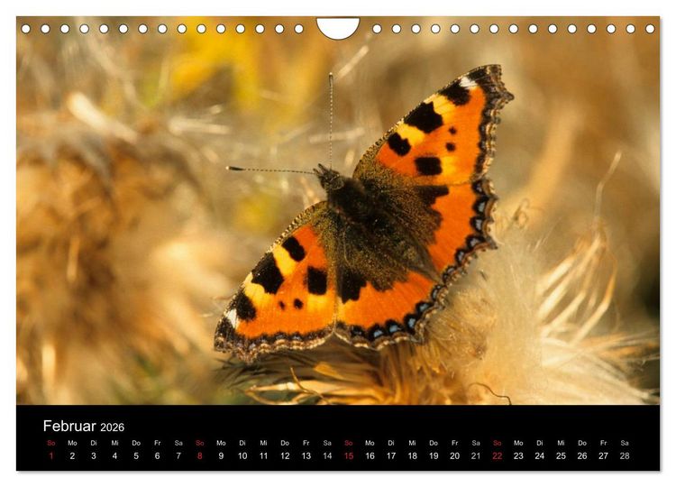 Produktbild: Schmetterlinge (Wandkalender 2026 DIN A4 quer), CALVENDO Monatskalender