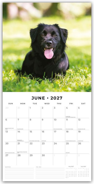 Produktbild: Flat-Coated Retrievers &ndash; Flat Coated Retriever 2027 &ndash; 16-Monatskalender