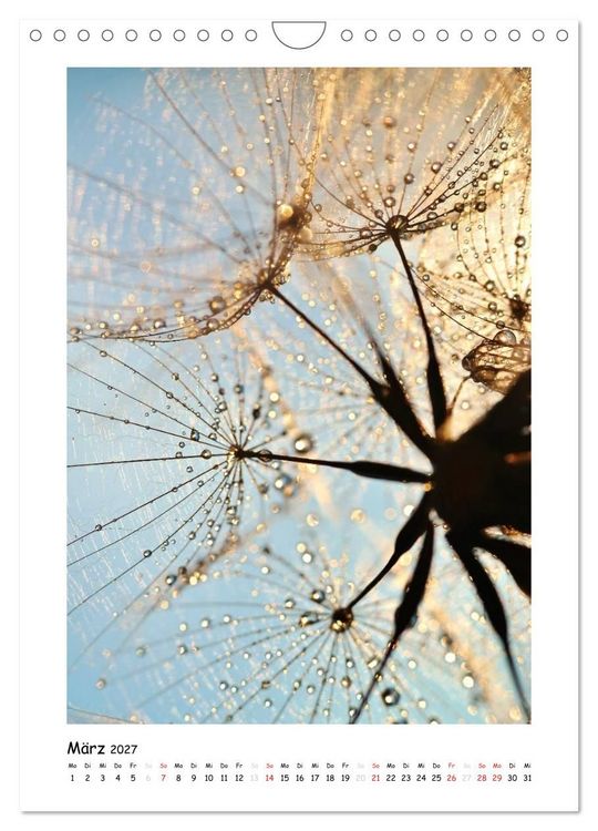 Produktbild: Die Pusteblume neu erleben (Wandkalender 2027 DIN A4 hoch), CALVENDO Monatskalender