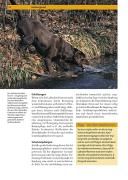 Produktbild: Labrador Retriever