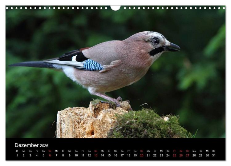 Produktbild: Eichelh&auml;her der Waldpolizist (Wandkalender 2026 DIN A3 quer), CALVENDO Monatskalender