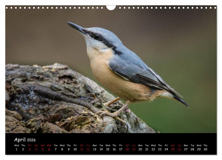 Produktbild: Popular garden birds of the united kingdom (Wall Calendar 2026 DIN A3 landscape), CALVENDO 12 Month Wall Calendar