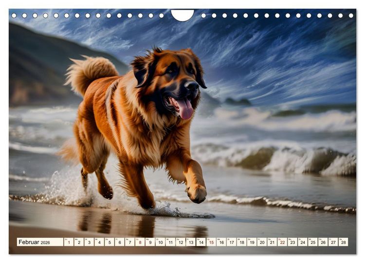 Produktbild: Leonberger - der zahme L&ouml;we (Wandkalender 2026 DIN A4 quer), CALVENDO Monatskalender