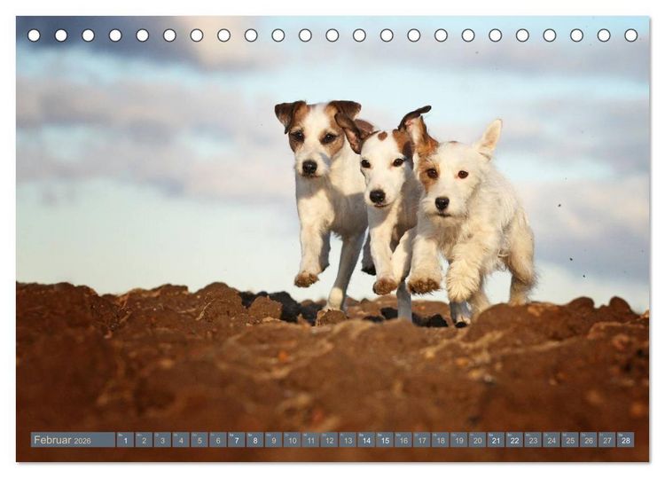 Produktbild: Die Parson-Russell-Terrier ...mit neuen Abenteuern aus der Hundeknipserei (Tischkalender 2026 DIN A5 quer), CALVENDO Monatskalender