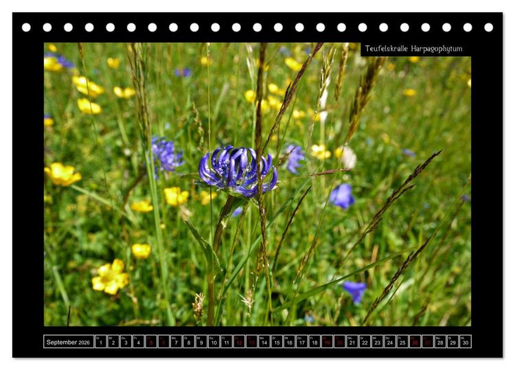 Produktbild: Alpine Flora in der Hom&ouml;opathie (Tischkalender 2026 DIN A5 quer), CALVENDO Monatskalender