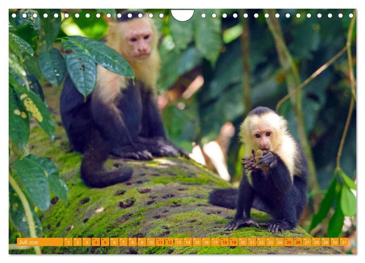 Produktbild: Wildes Costa Rica (Wandkalender 2026 DIN A4 quer), CALVENDO Monatskalender
