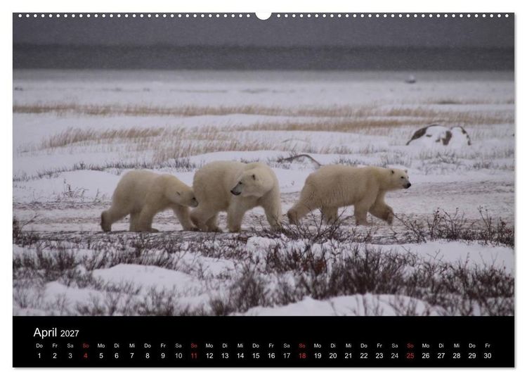 Produktbild: Arktische Tr&auml;ume - Eisb&auml;ren in Kanada (Wandkalender 2027 DIN A2 quer), CALVENDO Monatskalender