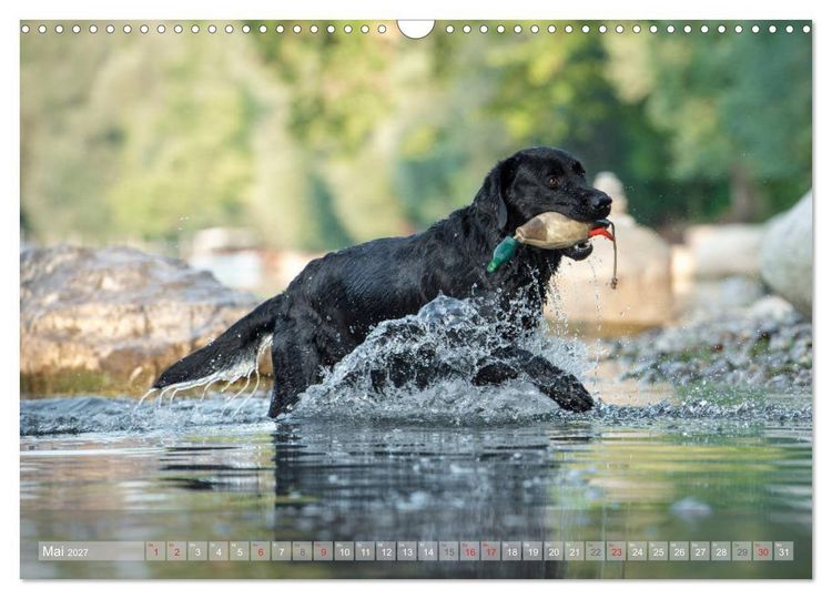 Produktbild: Labradore im Wasser (Wandkalender 2027 DIN A3 quer), CALVENDO Monatskalender