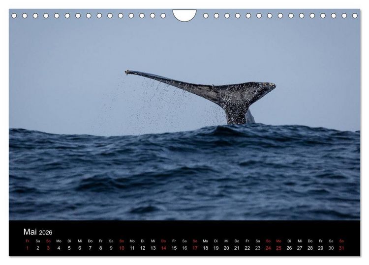 Produktbild: Wundersch&ouml;nes S&uuml;dafrika (Wandkalender 2026 DIN A4 quer), CALVENDO Monatskalender