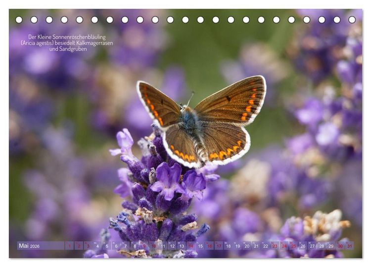 Produktbild: Frankens Insekten (Tischkalender 2026 DIN A5 quer), CALVENDO Monatskalender