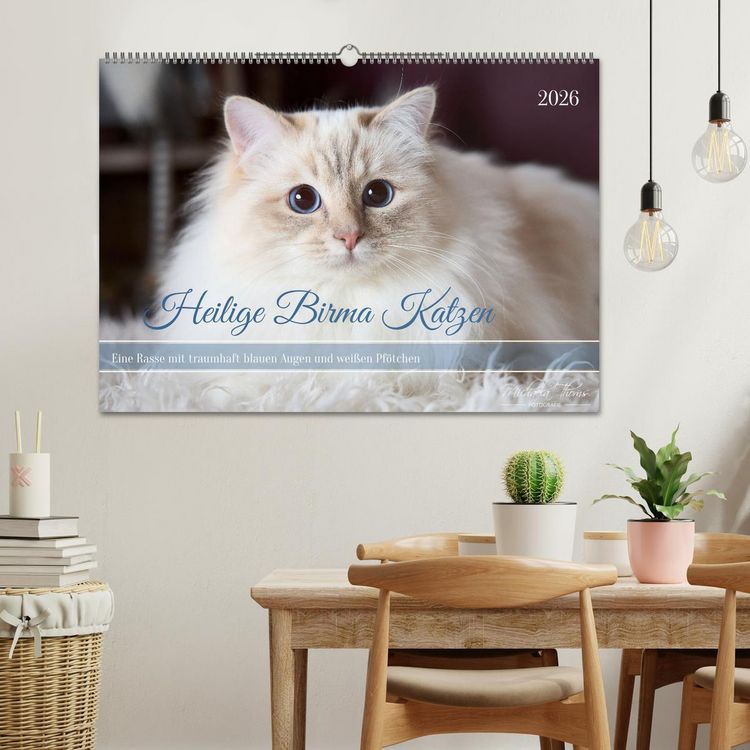 Produktbild: Heilige Birma Katzen mit traumhaft blauen Augen und wei&szlig;en Pf&ouml;tchen (Wandkalender 2026 DIN A2 quer), CALVENDO Monatskalender