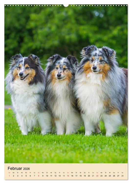 Produktbild: Sheltie - Wirbelwind auf 4 Pfoten (Wandkalender 2026 DIN A2 hoch), CALVENDO Monatskalender