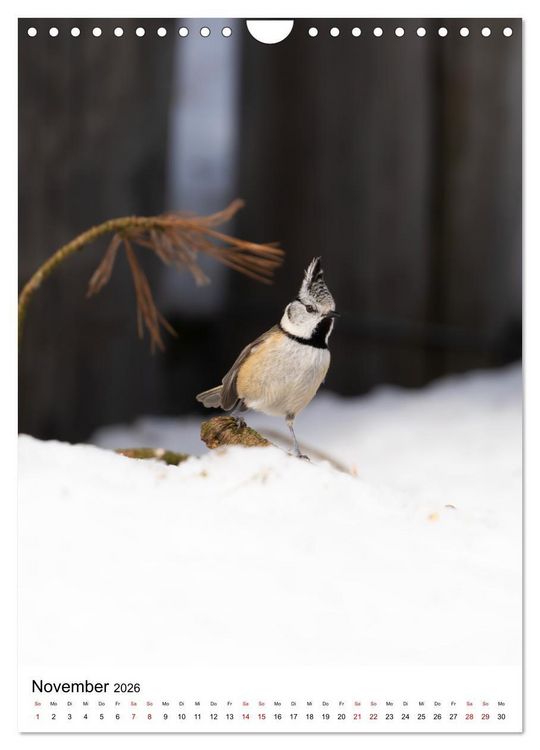 Produktbild: Heimische V&ouml;gel in Ihren G&auml;rten (Wandkalender 2026 DIN A4 hoch), CALVENDO Monatskalender
