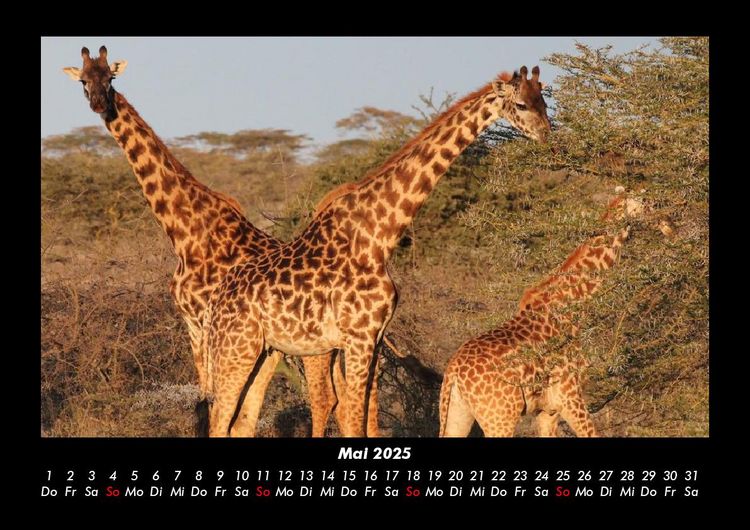 Produktbild: Giraffen 2025 Fotokalender DIN A3