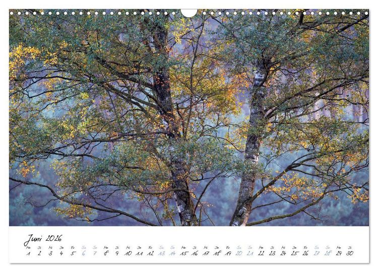 Produktbild: In der Welt der B&auml;ume (Wandkalender 2026 DIN A3 quer), CALVENDO Monatskalender