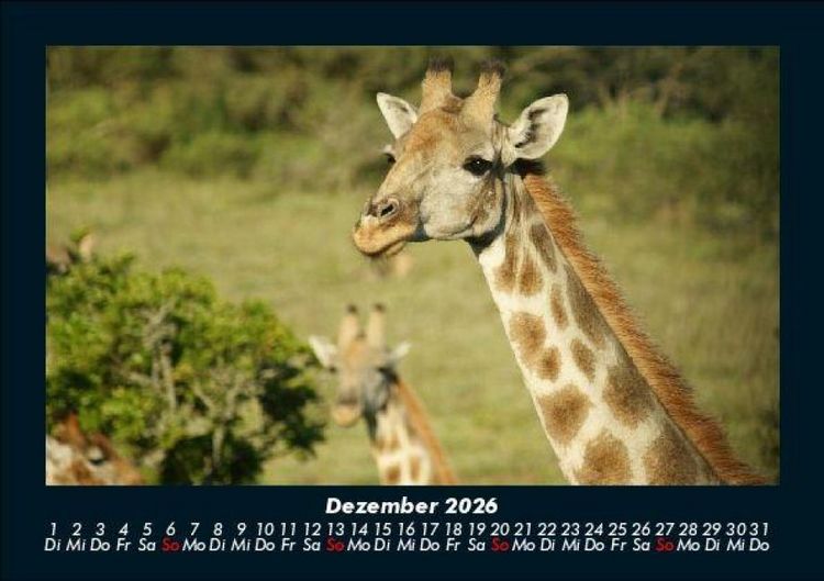 Produktbild: Giraffen 2026 Fotokalender DIN A5