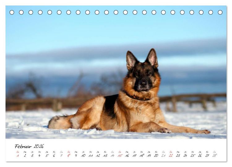 Produktbild: Deutscher Sch&auml;ferhund / CH-Version (Tischkalender 2026 DIN A5 quer), CALVENDO Monatskalender