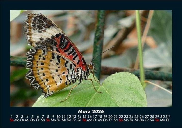Produktbild: Bunte Pracht der Schmetterlinge 2026 Fotokalender DIN A5