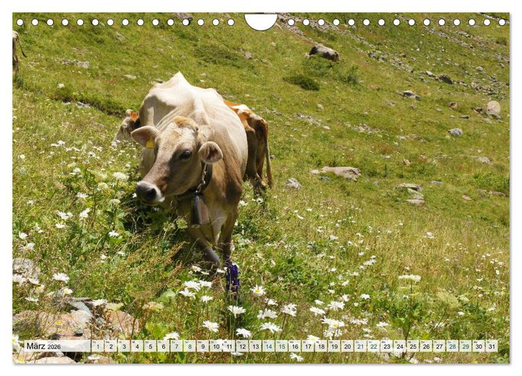 Produktbild: K&uuml;he im Einklang mit der Natur (Wandkalender 2026 DIN A4 quer), CALVENDO Monatskalender