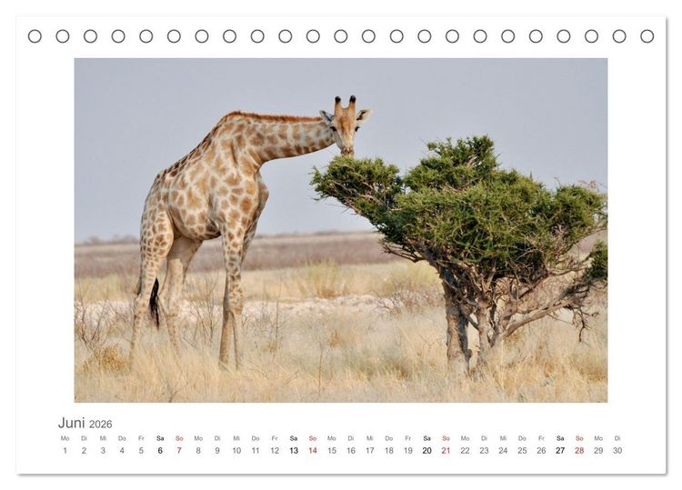 Produktbild: Namibia - unterwegs mit Julia Hahn (Tischkalender 2026 DIN A5 quer), CALVENDO Monatskalender