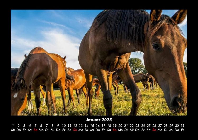 Produktbild: Tiere auf dem Bauernhof 2025 Fotokalender DIN A3