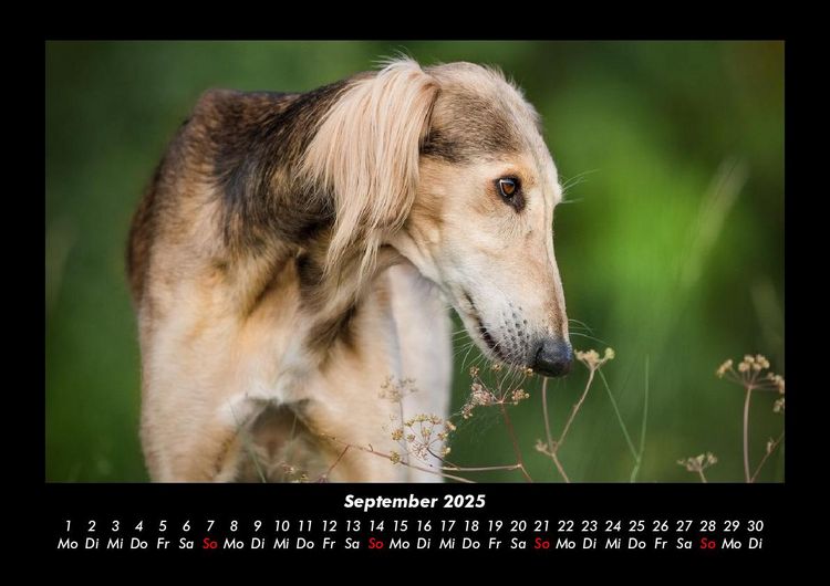 Produktbild: Hunde 2025 Fotokalender DIN A3