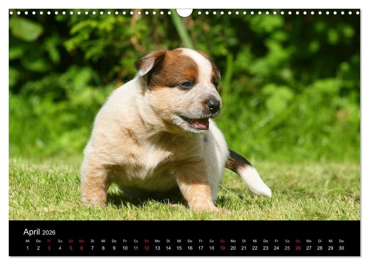 Produktbild: Australian Cattle Dog Welpen (Wandkalender 2026 DIN A3 quer), CALVENDO Monatskalender