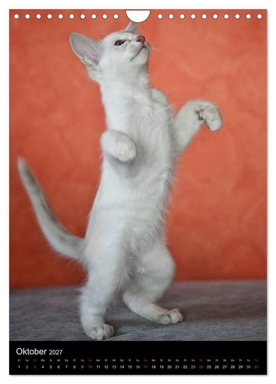 Produktbild: Orientalische Katzen 2027 (Wandkalender 2027 DIN A4 hoch), CALVENDO Monatskalender