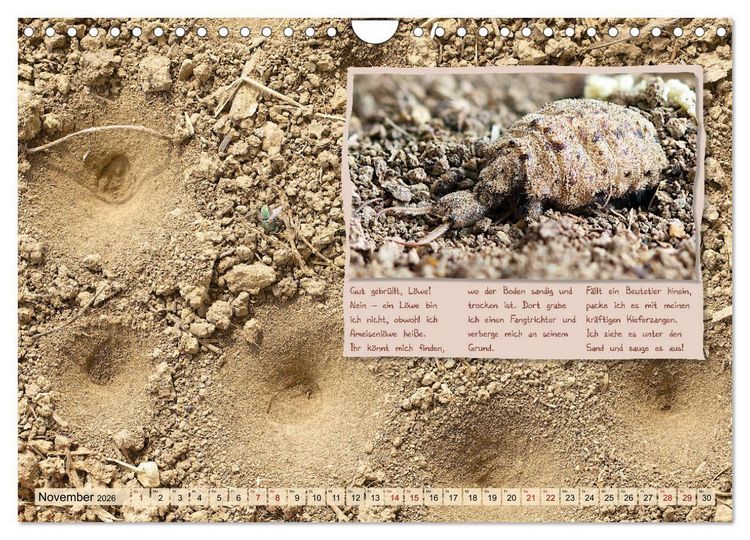 Produktbild: GEOclick Lernkalender: Insekten (Wandkalender 2026 DIN A4 quer), CALVENDO Monatskalender