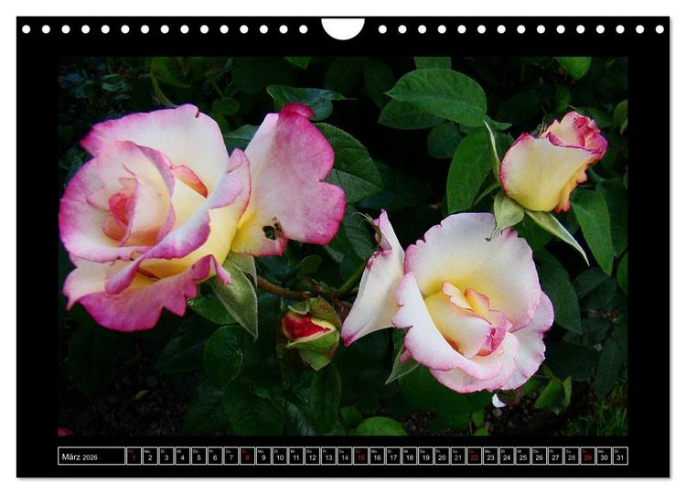 Produktbild: Im Duft der Rosen (Wandkalender 2026 DIN A4 quer), CALVENDO Monatskalender