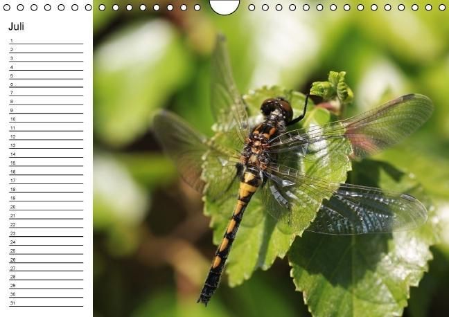 Produktbild: Libellen Geburtstagskalender (Wandkalender immerw&auml;hrend DIN A4 quer)