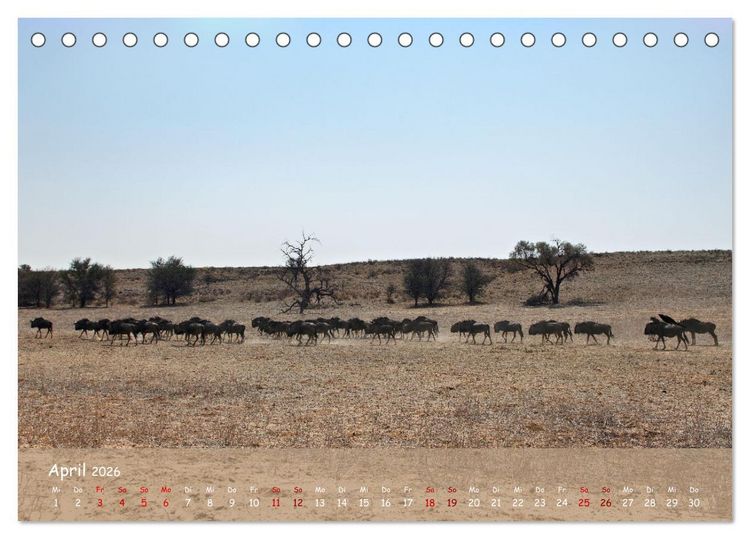 Produktbild: Kgalagadi - Fauna und Wildtiere in der Kalahari (Tischkalender 2026 DIN A5 quer), CALVENDO Monatskalender