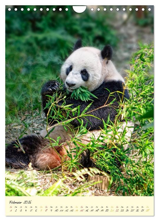 Produktbild: Riesenpanda (Wandkalender 2026 DIN A4 hoch), CALVENDO Monatskalender