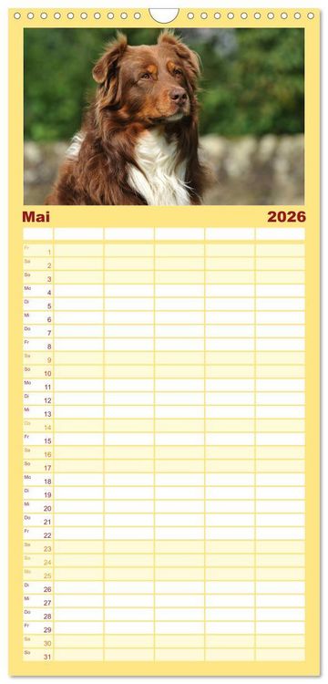 Produktbild: Familienplaner 2026 - Bekannt wie ein bunter Hund. Australian Shepherd mit 5 Spalten (Wandkalender, 21 x 45 cm) CALVENDO
