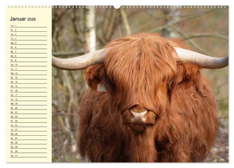 Produktbild: Schottische Hochlandrinder. Freundlich, sch&ouml;n und robust (Wandkalender 2026 DIN A2 quer), CALVENDO Monatskalender